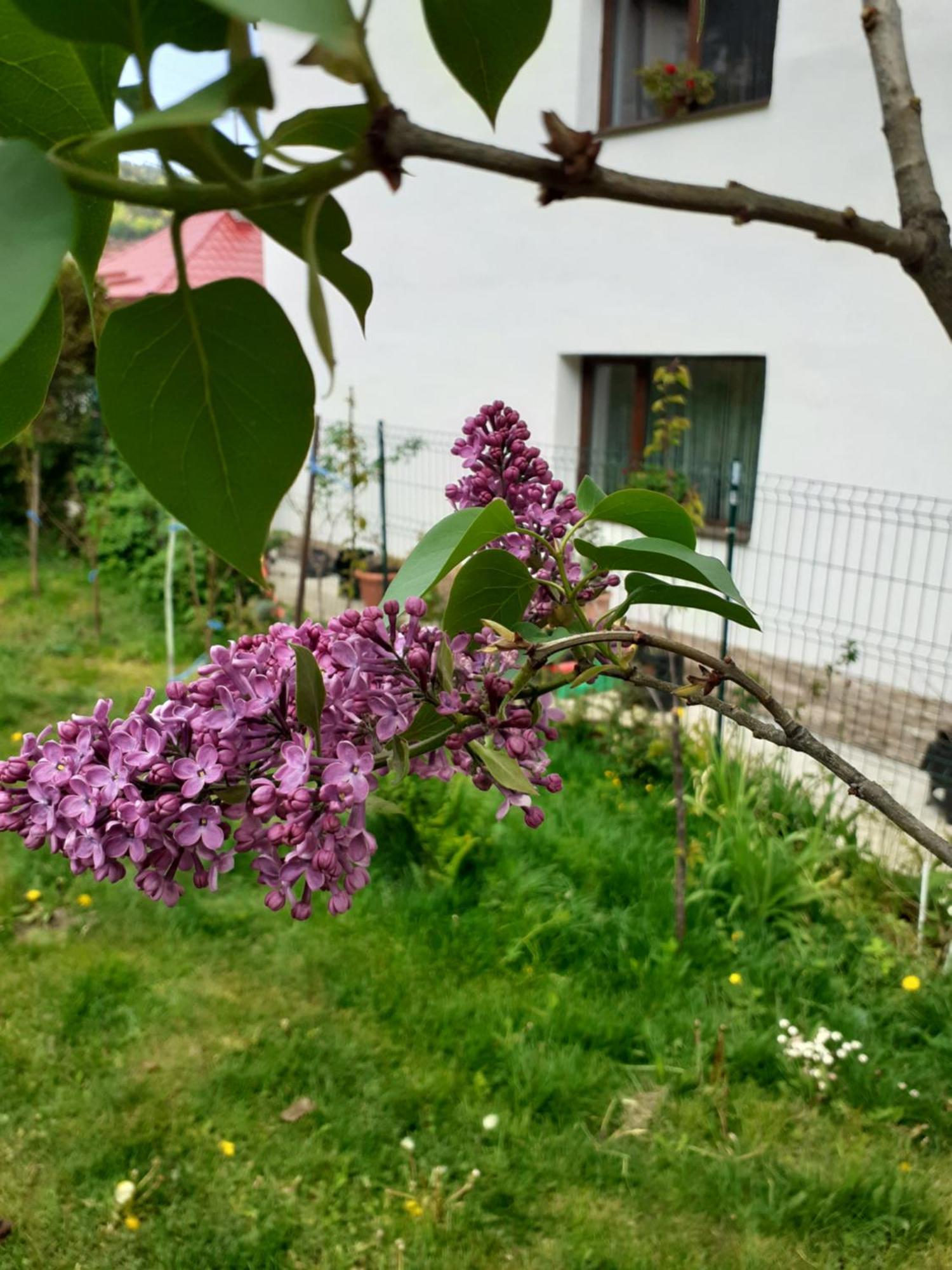 R-House Leilighet Braşov Rom bilde