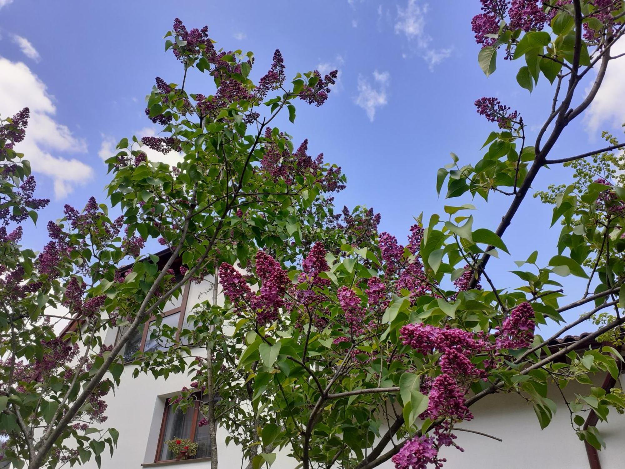 R-House Leilighet Braşov Rom bilde